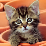 Adorable tabby kitten in orange pots cross stitch kit for beginners