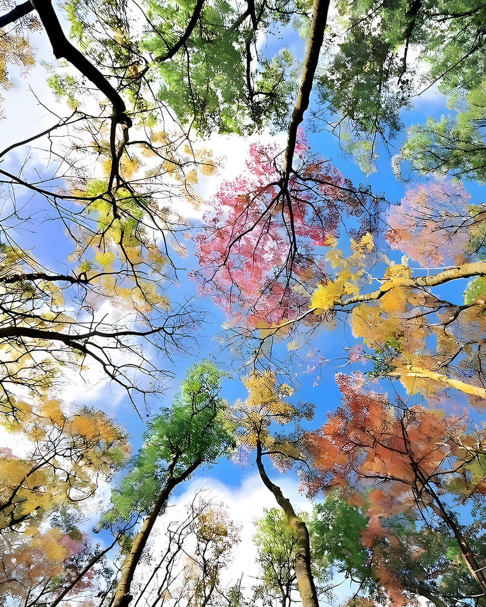Autumn canopy view paint by numbers kit for beginners