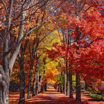Autumn tree lined avenue cross stitch kit for beginners