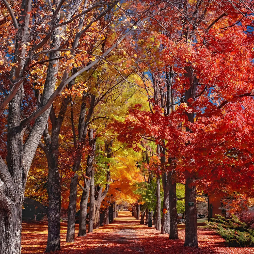 Autumn tree lined avenue cross stitch kit for beginners