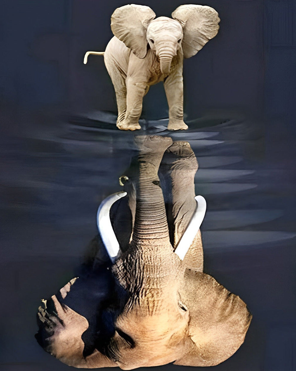 Baby elephant and reflection cross stitch kit for beginners