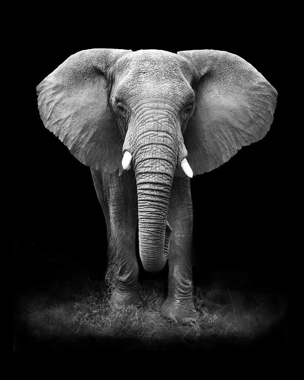 Black and white elephant portrait cross stitch kit for beginners