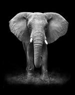 Black and white elephant portrait cross stitch kit for beginners