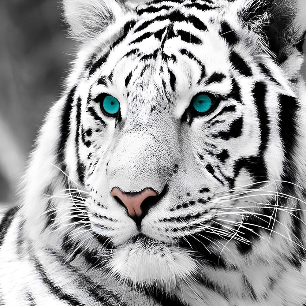 Black and white white tiger with blue eyes cross stitch kit for beginners