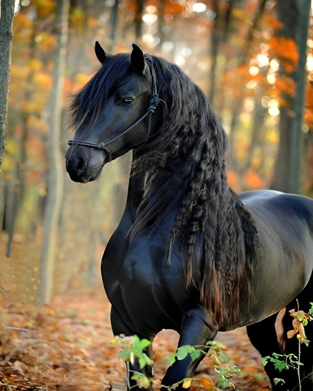 Black friesian horse in autumn woods paint by numbers kit for beginners