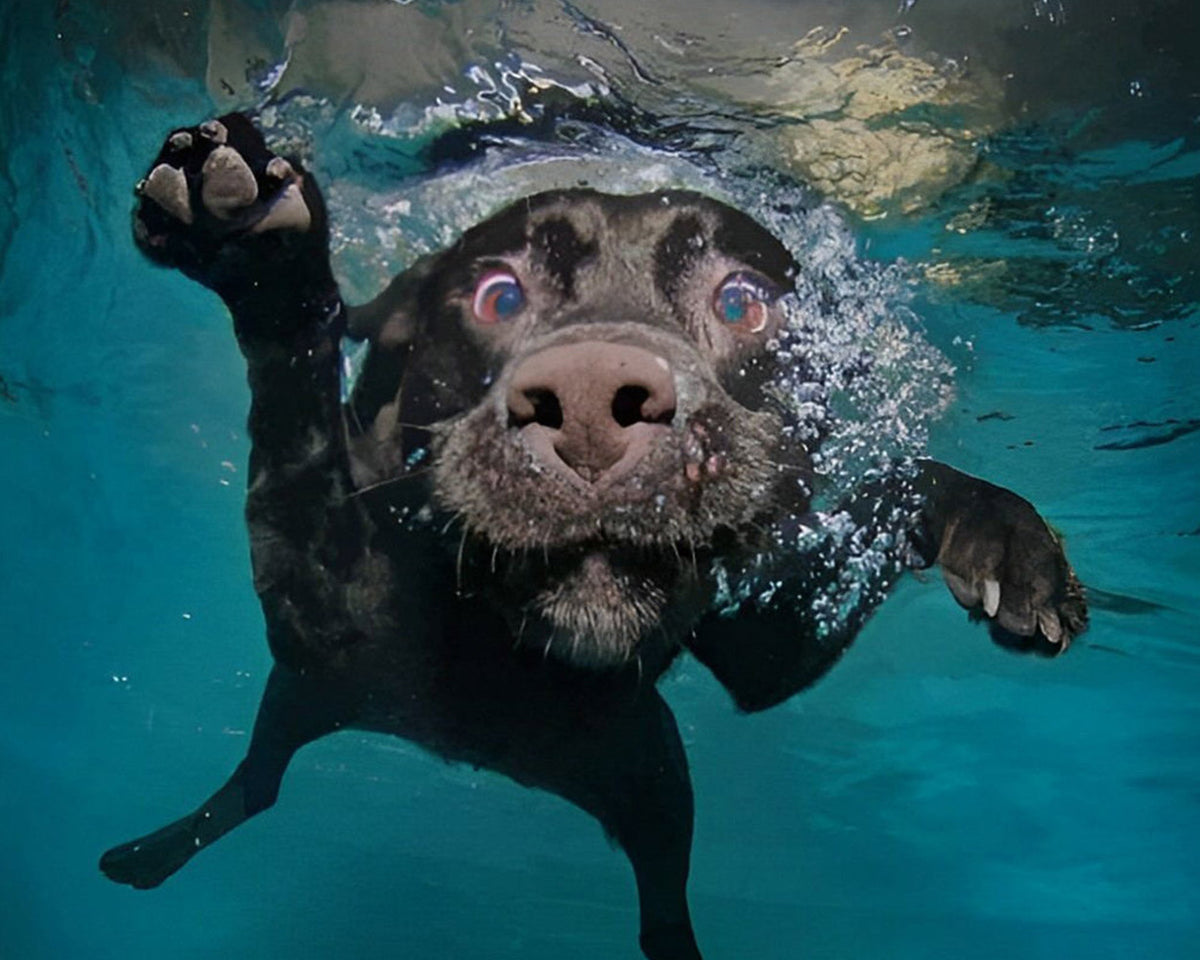 Black labrador swimming underwater cross stitch kit for beginners