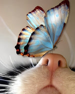 Blue butterfly on cat nose cross stitch kit for beginners