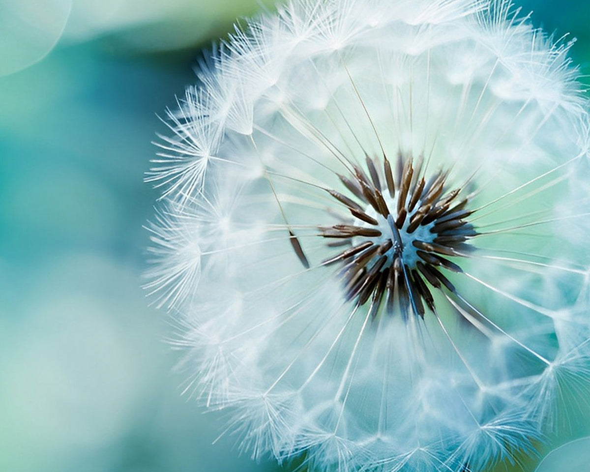 Blue dandelion paint by numbers kit for beginners