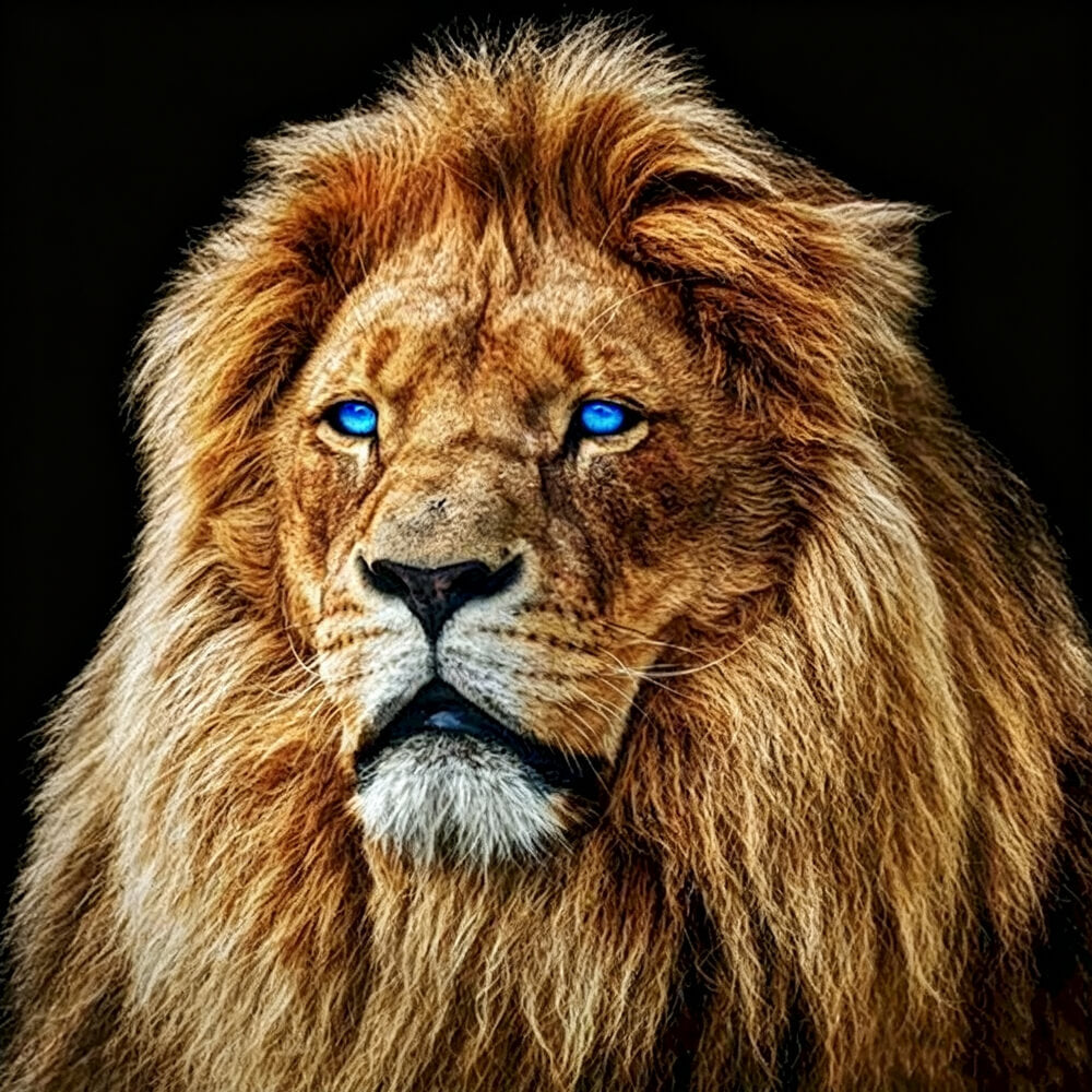 Blue eyed male lion cross stitch kit for beginners