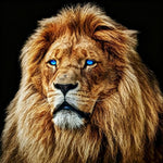 Blue eyed male lion cross stitch kit for beginners