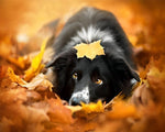 Border collie in autumn leaves cross stitch kit for beginners