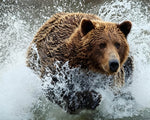 Brown bear in water paint by numbers kit for beginners