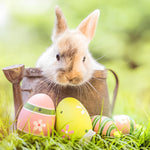 Bunny in a watering can with easter eggs cross stitch kit for beginners
