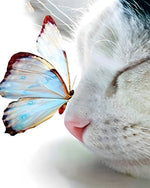 Butterfly on cat nose cross stitch kit for beginners