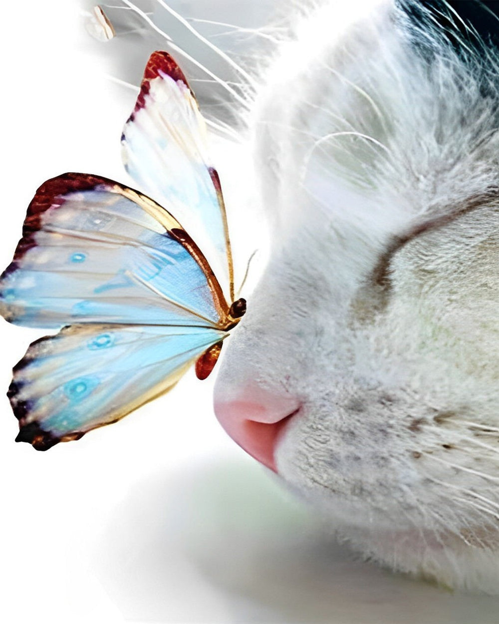 Butterfly on cat nose cross stitch kit for beginners