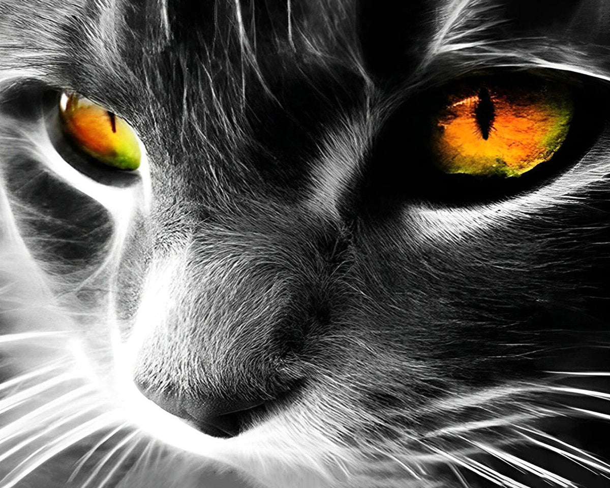 Cat eye close up paint by numbers kit for beginners