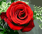Classic red rose and gypsophila cross stitch kit for beginners