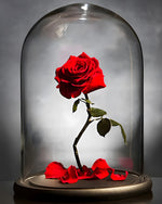 Classic red rose in glass dome cross stitch kit for beginners