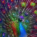 Colourful peacock with rainbow feathers cross stitch kit for beginners