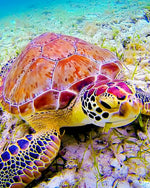 Colourful sea turtle underwater cross stitch kit for beginners