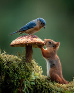 Curious squirrel and bluebird on a toadstool cross stitch kit for beginners