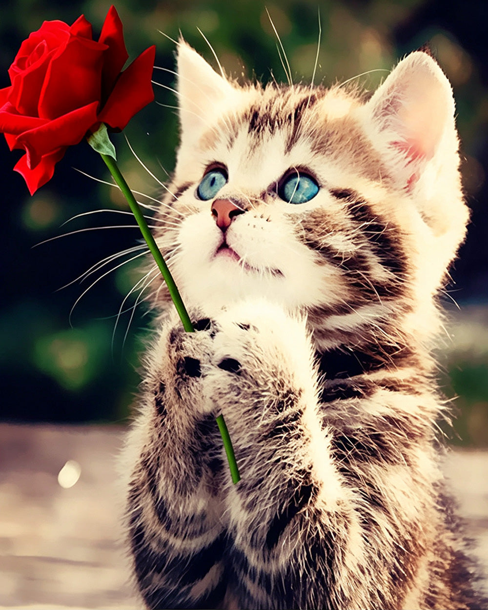 Cute kitten holding a red rose cross stitch kit for beginners