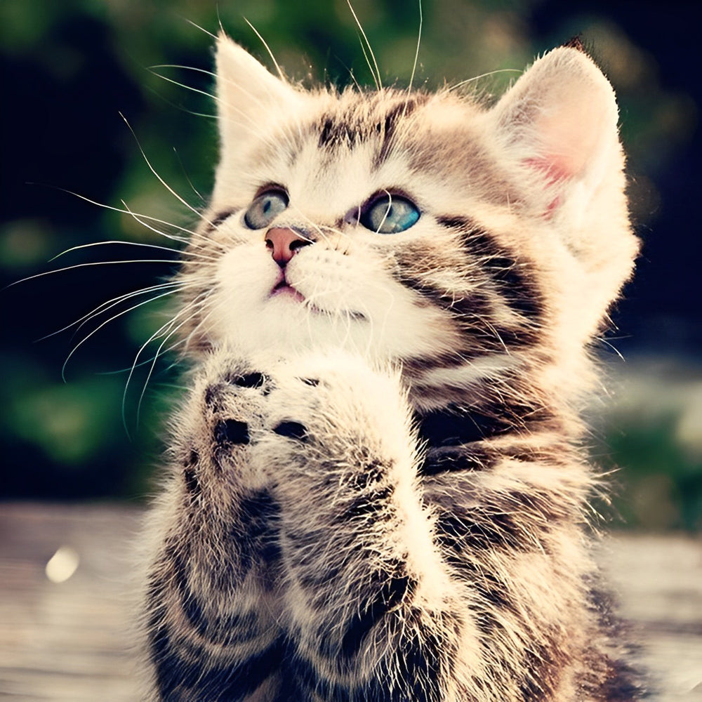 Cute kitten with paws together paint by numbers kit for beginners