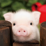Cute piglet peeking over fence cross stitch kit for beginners