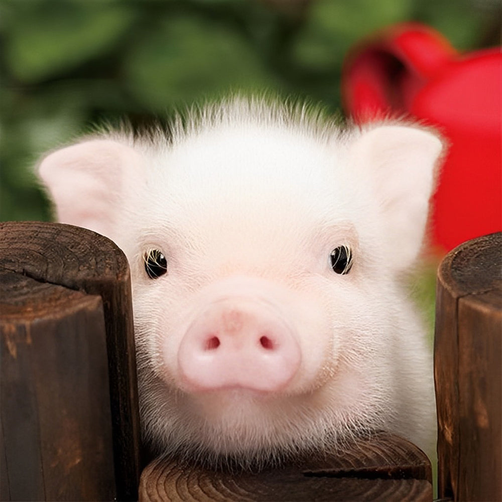 Cute piglet peeking over fence cross stitch kit for beginners