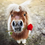 Cute pony holding a red rose paint by numbers kit for beginners