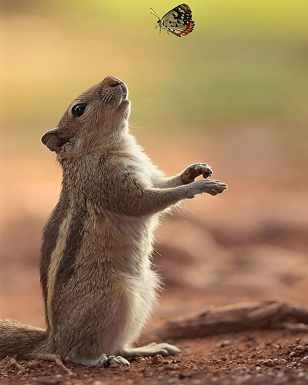 Cute squirrel reaching for a butterfly cross stitch kit for beginners