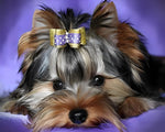 Cute yorkshire terrier with bow cross stitch kit for beginners