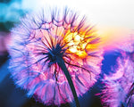 Dandelion glowing in sunset paint by numbers kit for beginners