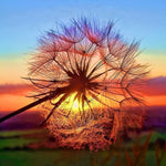 Dandelion seed at sunset cross stitch kit for beginners