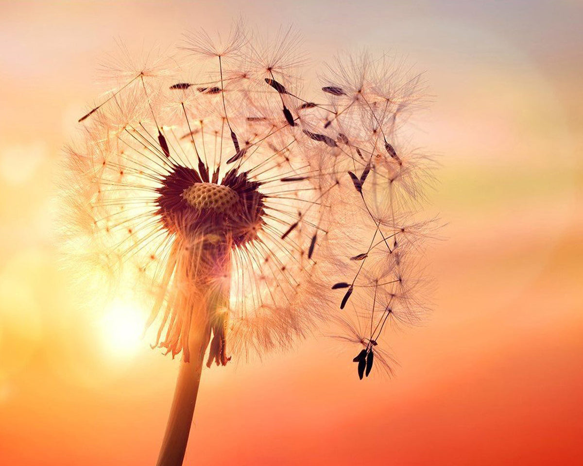 Dandelion seed head at sunset paint by numbers kit for beginners