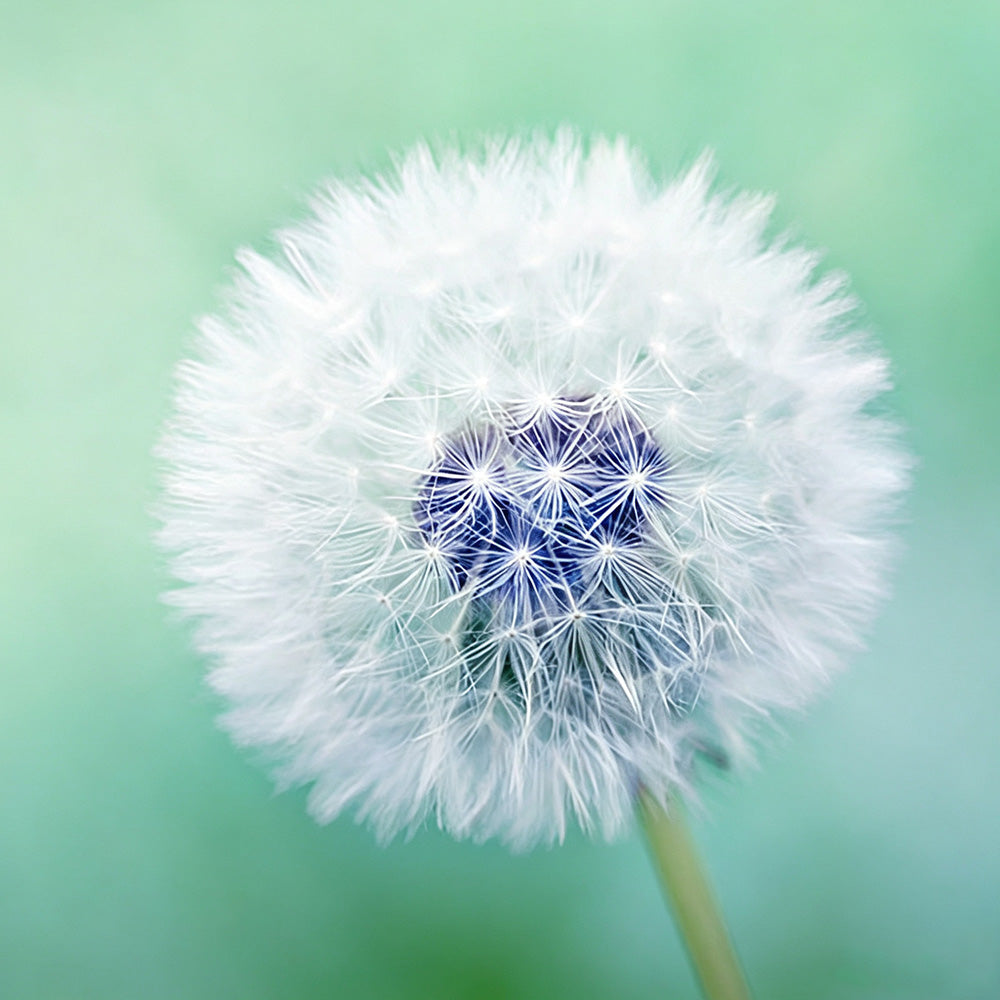 Dandelion seed on green background cross stitch kit for beginners
