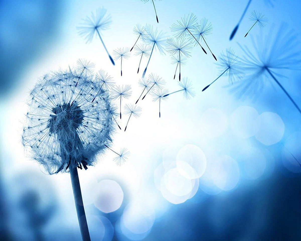 Dandelion seeds blowing in the wind paint by numbers kit for beginners