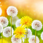 Dandelions and yellow flowers cross stitch kit for beginners