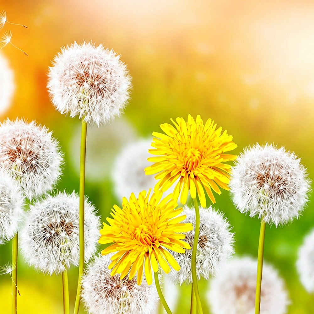 Dandelions and yellow flowers cross stitch kit for beginners