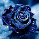 Deep blue rose with water droplets paint by numbers kit for beginners