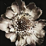 Dried white flower close up cross stitch kit for beginners