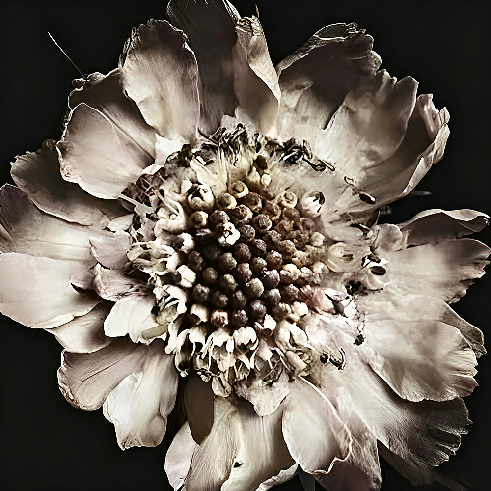 Dried white flower close up cross stitch kit for beginners