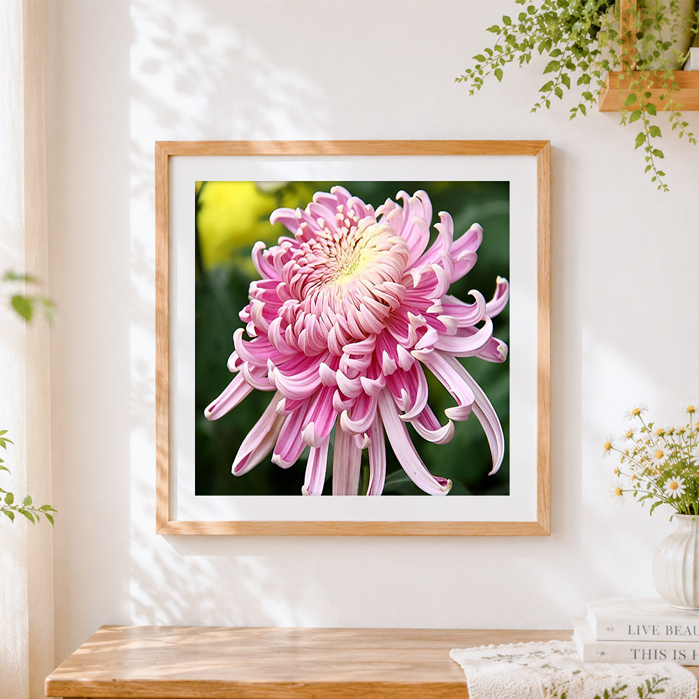Finished elegant pink chrysanthemum cross stitch artwork displayed