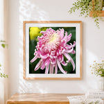 Finished elegant pink chrysanthemum cross stitch artwork displayed