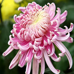 Elegant pink chrysanthemum cross stitch kit for beginners