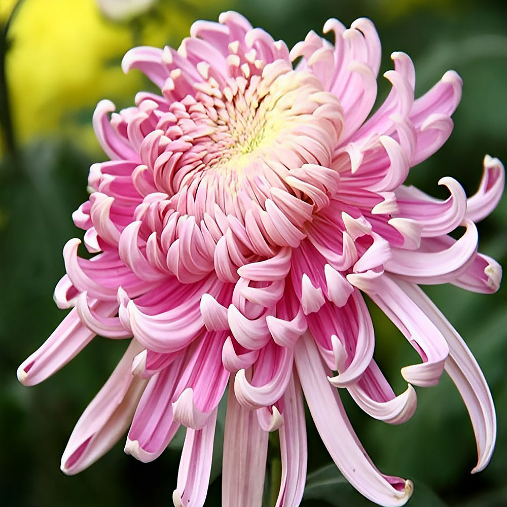 Elegant pink chrysanthemum cross stitch kit for beginners