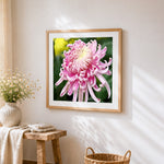 Elegant pink chrysanthemum cross stitch artwork displayed on wall as home decor