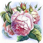 Elegant pink roses and buds cross stitch kit for beginners