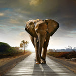 Elephant walking on a road cross stitch kit for beginners
