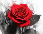 Eye-catching red rose paint by numbers kit for beginners